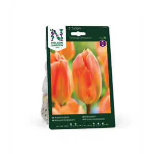 Høstløk ildtulipan Orange Emperor