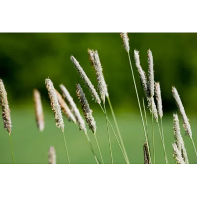 Frøblanding Spire Timotei Noreng 10 kg, bilde 2