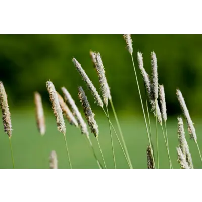 Frøblanding Spire Timotei Noreng 10 kg, bilde 2