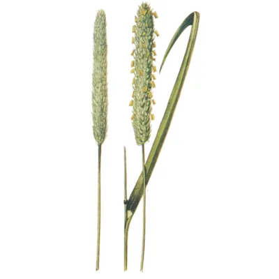 Frøblanding Spire Timotei Noreng 10 kg, bilde 3