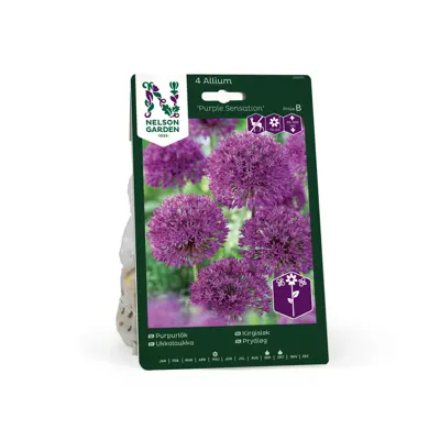 Høstløk kirgisløk Purple Sensation