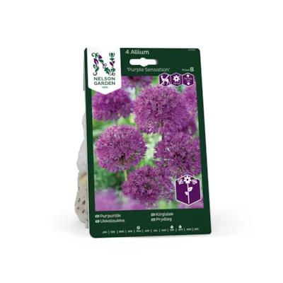 Høstløk kirgisløk Purple Sensation