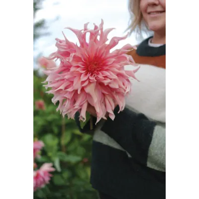 Vårløk dekorative georginer Penhill Watermelon, bilde 2