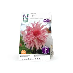 Vårløk dekorative georginer Penhill Watermelon