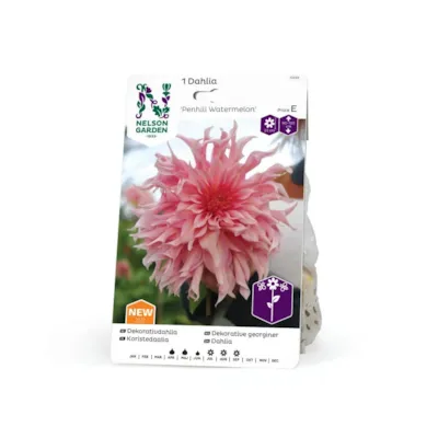 Vårløk dekorative georginer Penhill Watermelon