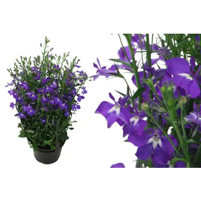 Lobelia