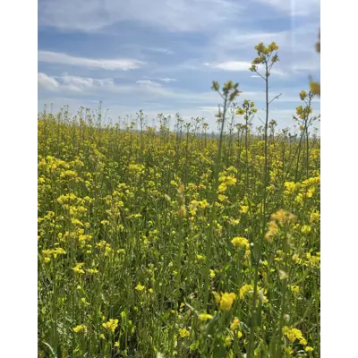 Synthia Ubeis Vårrybs 20 kg