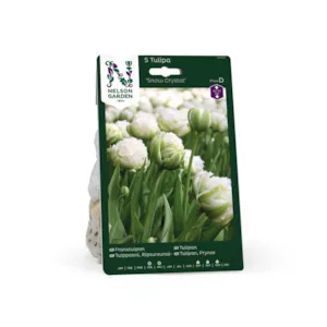 Høstløk frynsetulipan Snow Crystal