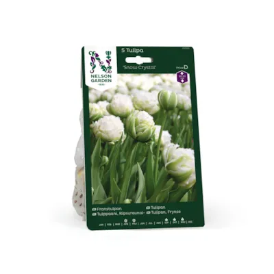Høstløk frynsetulipan Snow Crystal