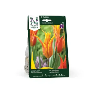 Høstløk liljetulipan Vendee Globe