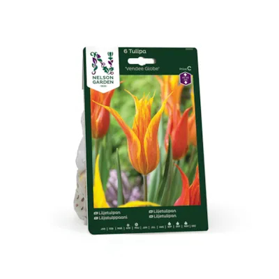 Høstløk liljetulipan Vendee Globe