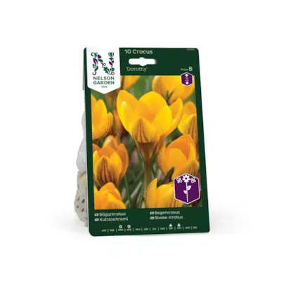 Høstløk begerkrokus Dorothy