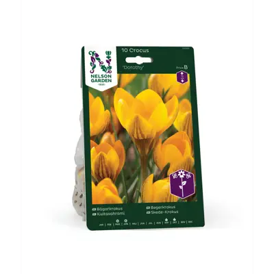 Høstløk begerkrokus Dorothy