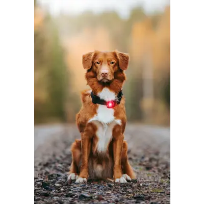 Sikkerhetslys rød, bilde 3