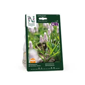 Høstløk perleblomst Pink Sunrise