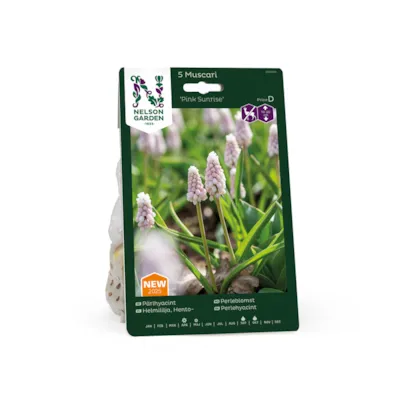 Høstløk perleblomst Pink Sunrise