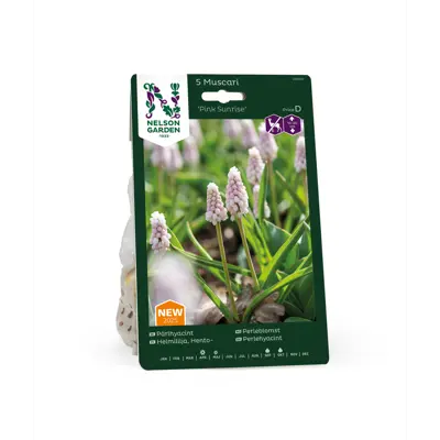 Høstløk perleblomst Pink Sunrise