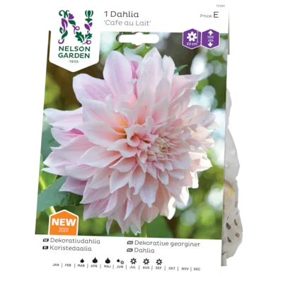 Vårløk dekorative georginer Cafe au Lait