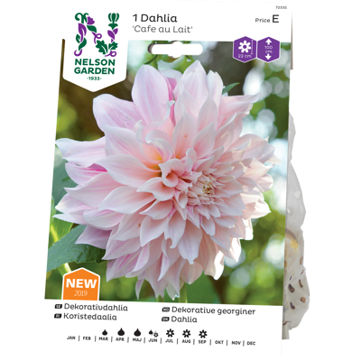 Vårløk dekorative georginer Cafe au Lait