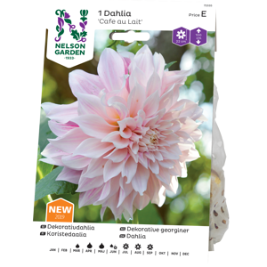 Vårløk dekorative georginer Cafe au Lait