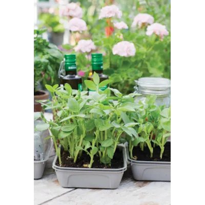 Frø bønnevikke MicroLeaf, bilde 2