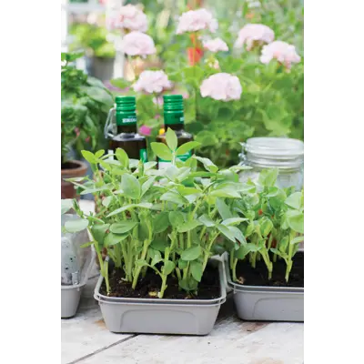 Frø bønnevikke MicroLeaf, bilde 2