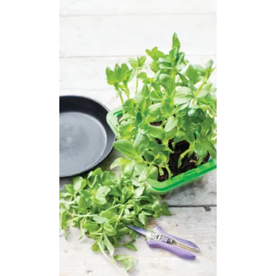 Frø bønnevikke MicroLeaf, bilde 3