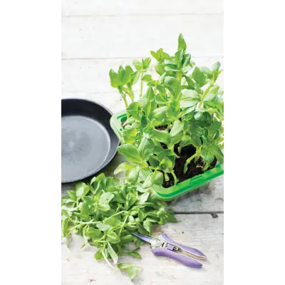 Frø bønnevikke MicroLeaf, bilde 3
