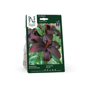 Høstløk hagelilje Royal Kiss