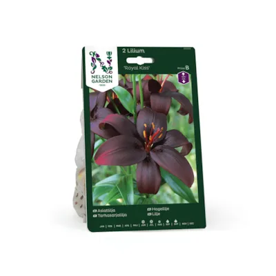 Høstløk hagelilje Royal Kiss