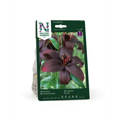 Høstløk hagelilje Royal Kiss