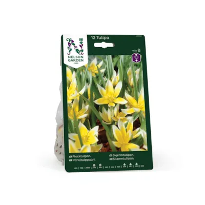 Høstløk skjermtulipan