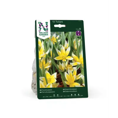 Høstløk skjermtulipan