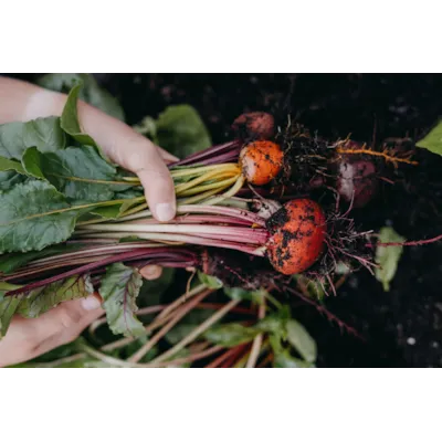 Frø rødbete Hullahoop mix, bilde 2