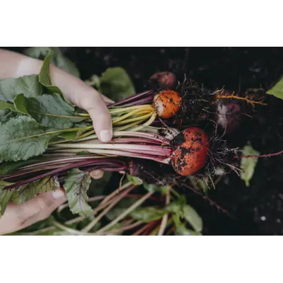 Frø rødbete Hullahoop mix, bilde 2