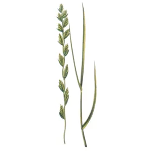 Raigras Spire Italiensk Barmultra II 25 kg