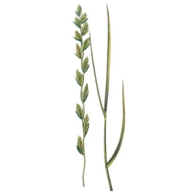 Raigras Spire Italiensk Barmultra II 25 kg