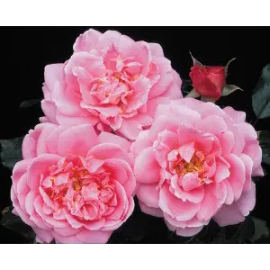 Rose Viking