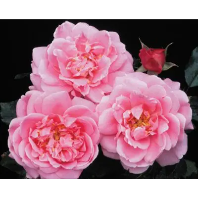 Rose Viking