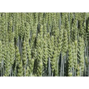 Helmi Kl C2 Vårhvete ThermoSeed 600 kg