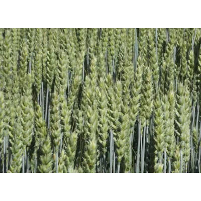 Helmi Vårhvete ThermoSeed 600 kg