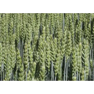 Helmi Kl C2 Vårhvete ThermoSeed 600 kg