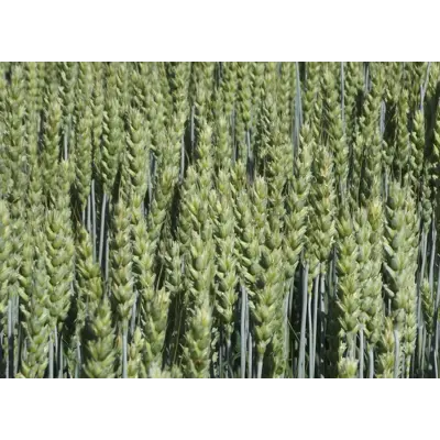 Helmi Kl C2 Vårhvete ThermoSeed 600 kg