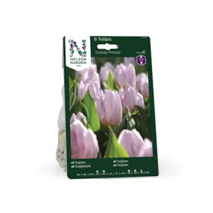 Høstløk tulipan Candy Prince