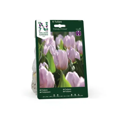 Høstløk tulipan Candy Prince