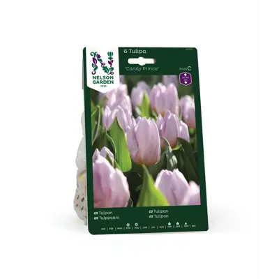 Høstløk tulipan Candy Prince