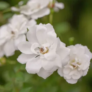 Rose White Cover