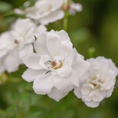 Rose White Cover
