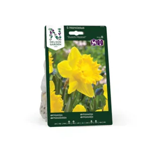 Høstløk påskelilje Dutch Master