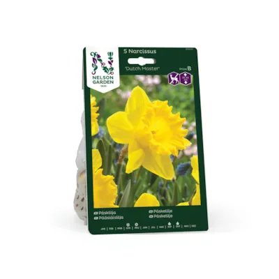 Høstløk påskelilje Dutch Master